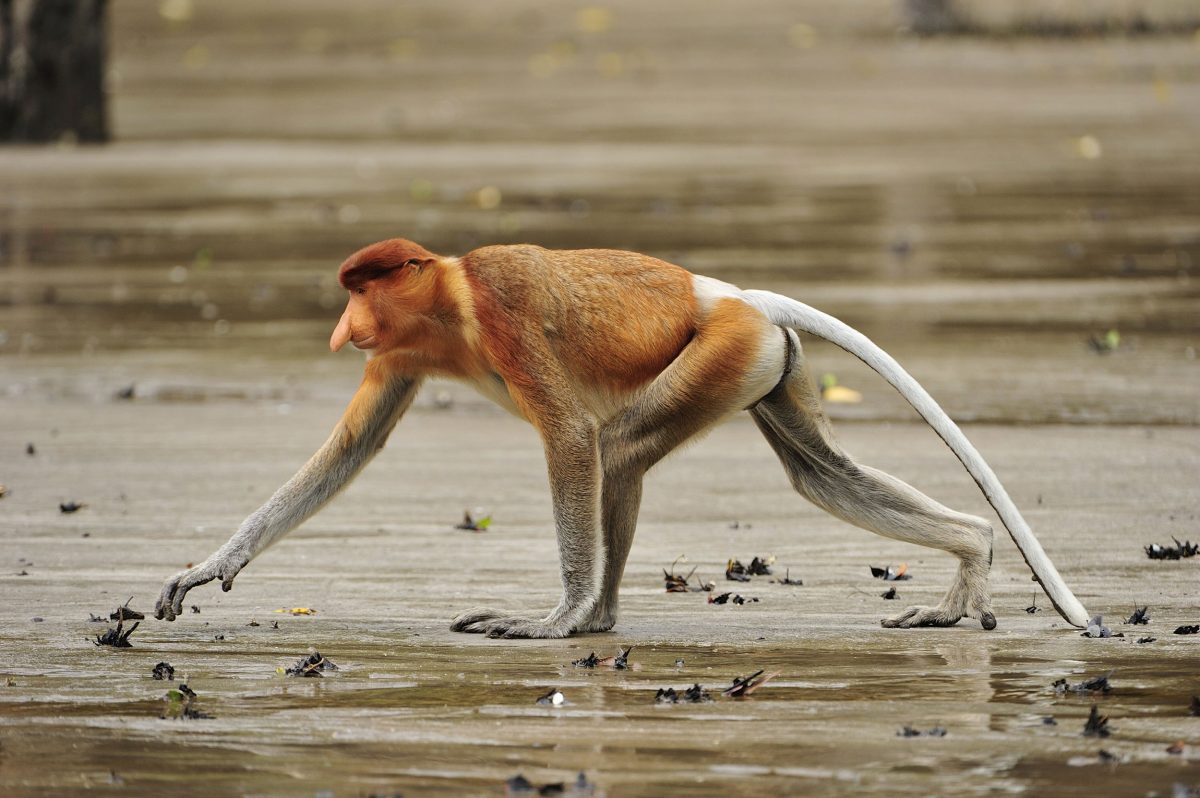 Proboscis monkey in mangrove at low tide