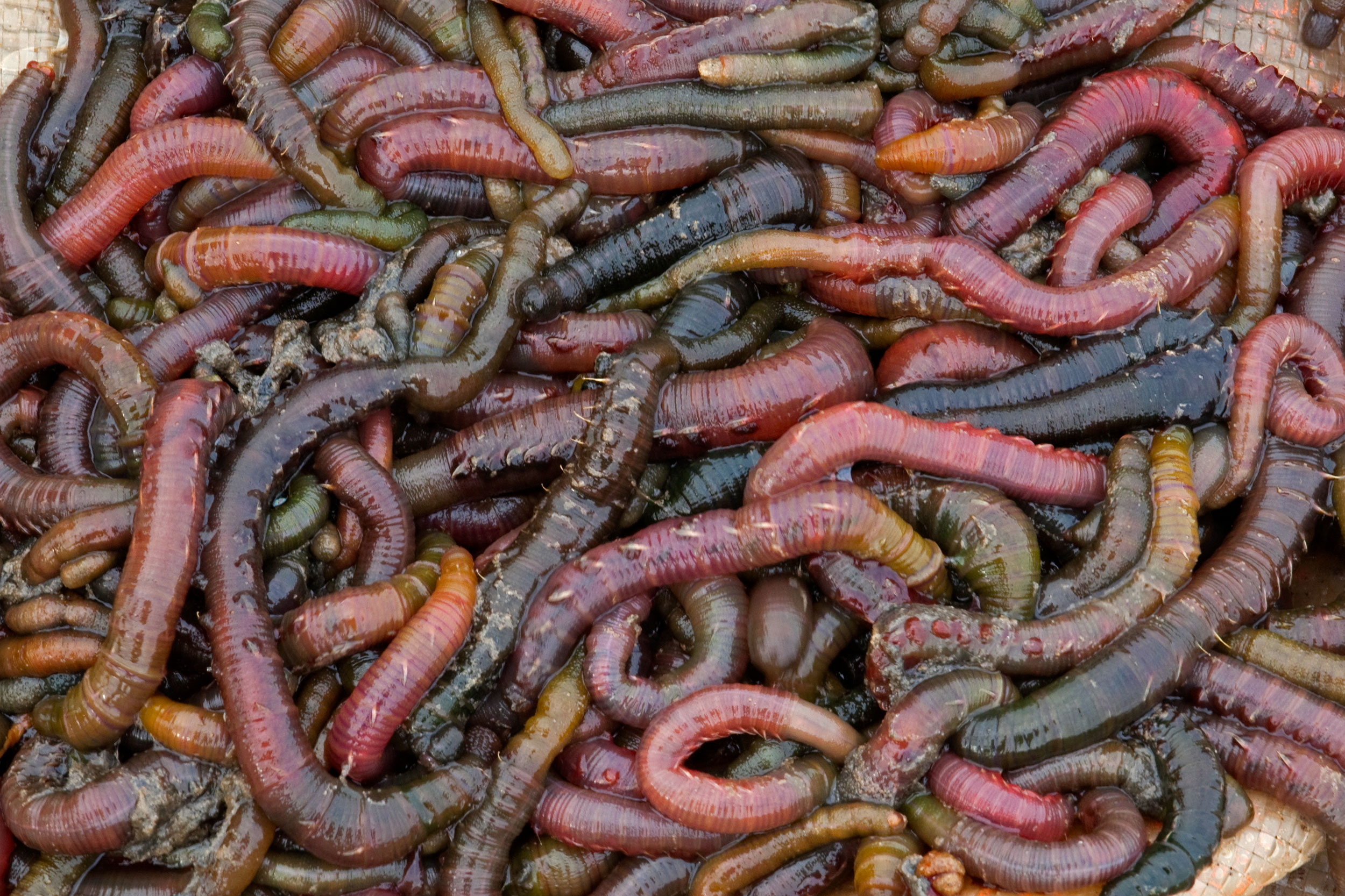download petsmart bloodworms