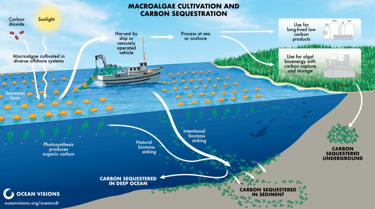 graphic showing how kelp cultivation affects carbon capture