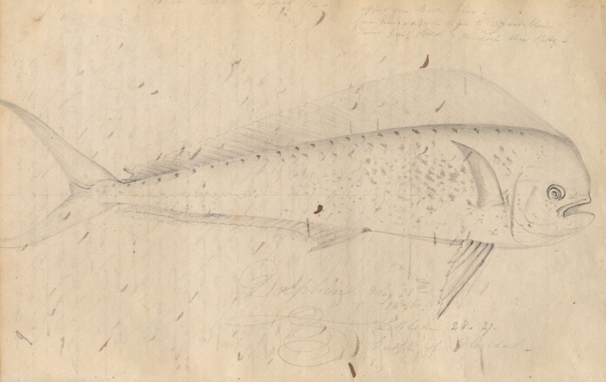 Sketch of mahimahi by John James Audubon