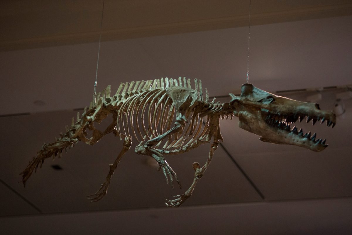 The cast of an early, four-legged whale called Maiacetus 
