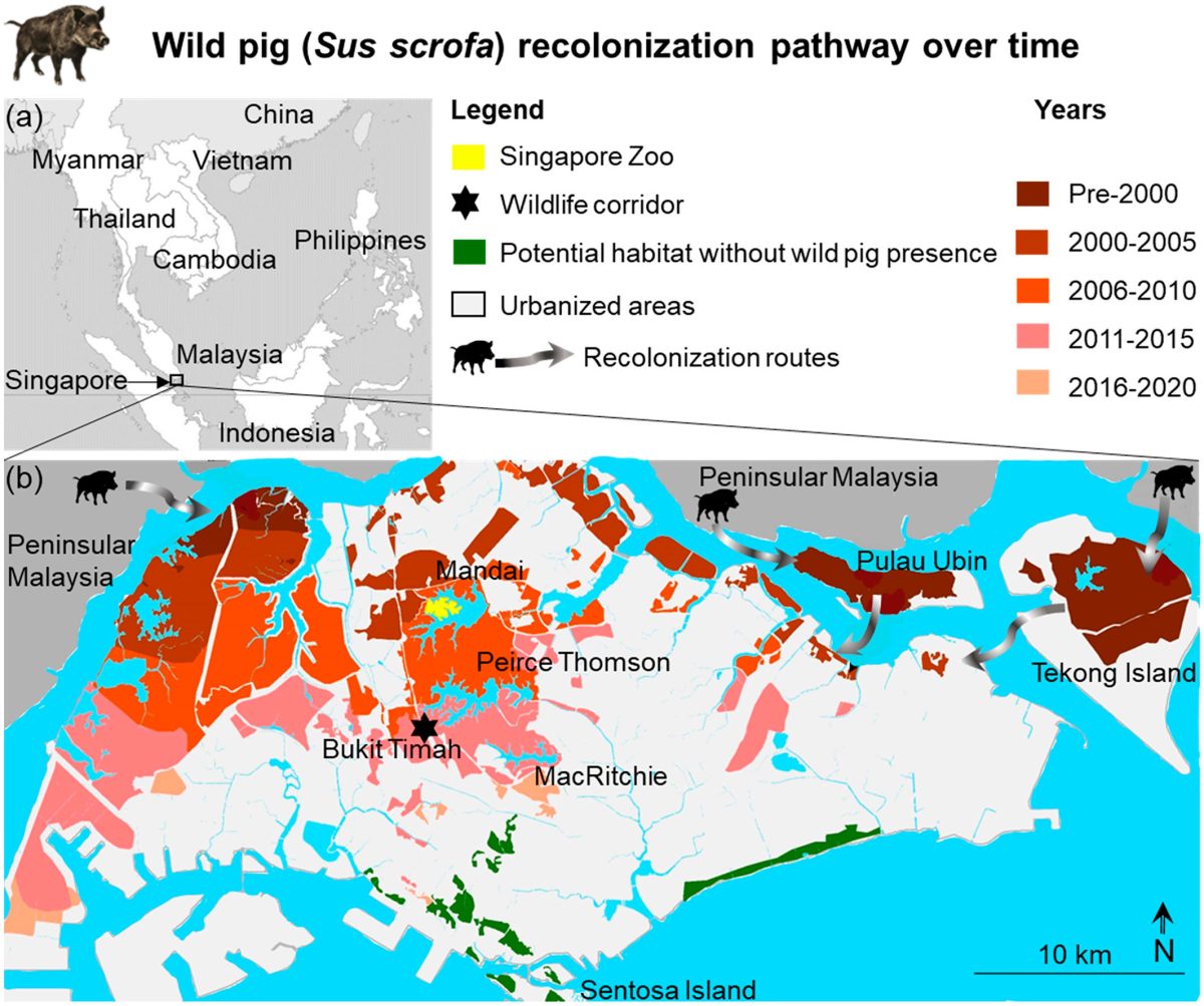 Map showing wild boars repopulation of Sungapore