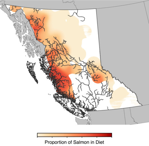 In a sample of 586 male grizzly bears from around British Columbia, researchers found regions where the bears’ diets include more (darker shades) or less (lighter) salmon. In some spots, salmon makes up the bulk of the bears’ food intake. Interestingly, not all of these salmon hotspots are near the coast--some can be found far inland. Photo adapted from a figure by Adams et al. Map by Adams et al./ESA