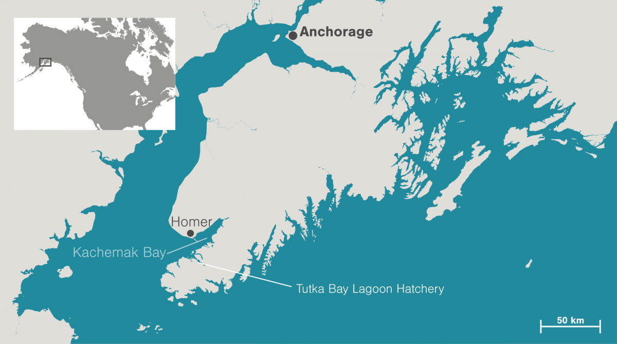 map of Homer Alaska and Tutka Bay Lagoon Hatchery