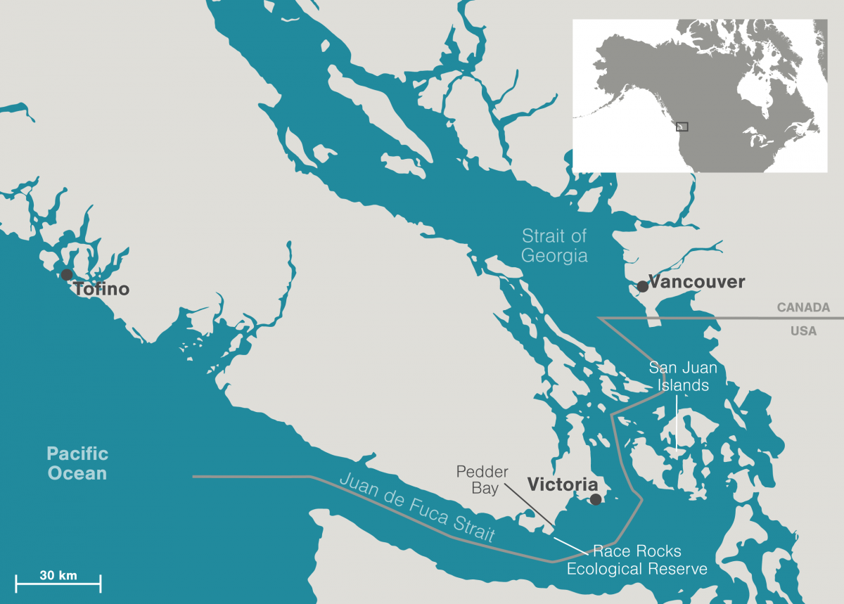 The Salish Sea, prime habitat for resident and transient killer whales, includes the Strait of Georgia, Juan de Fuca Strait, and Puget Sound. 