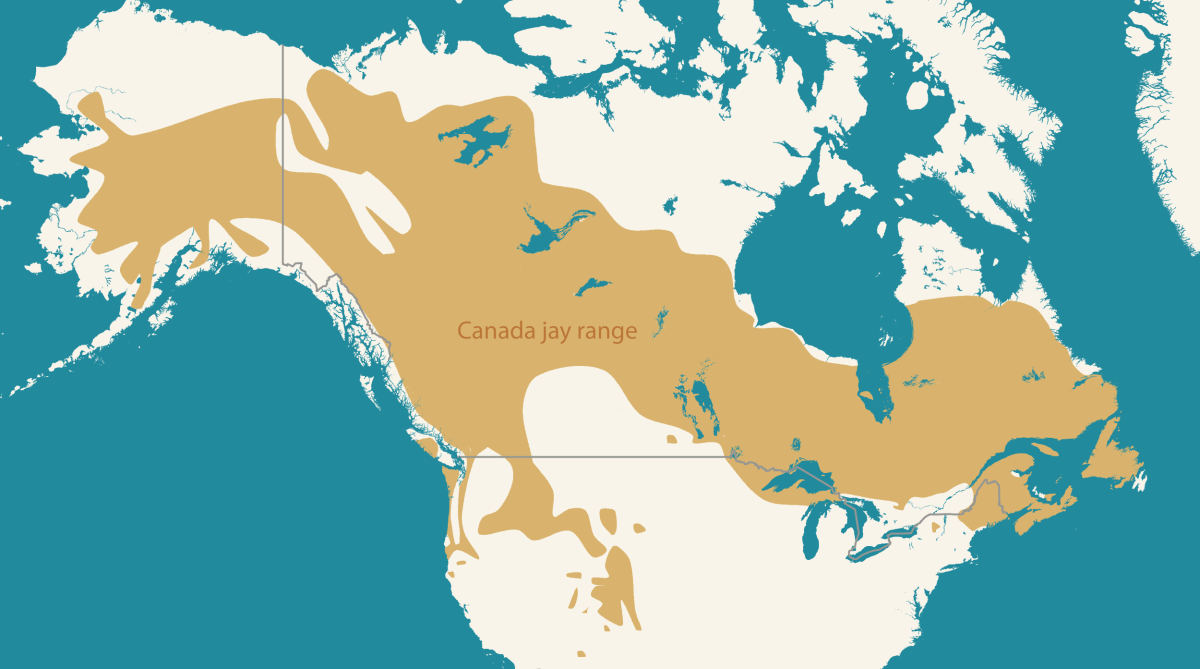 map showing Canada jay range