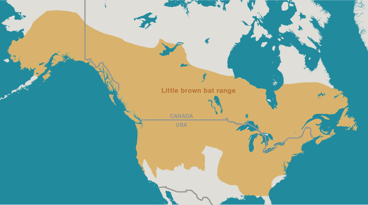 map showing little brown bat range
