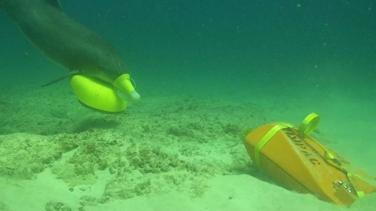 dolphin being trained to mark underwater mines