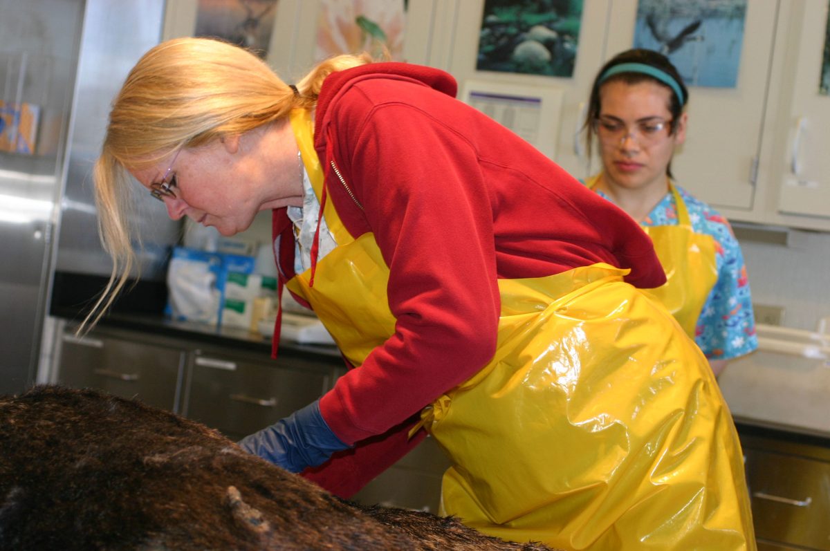 Melissa Miller of the California Department of Fish and Wildlife conducts a necropsy on a sea otter