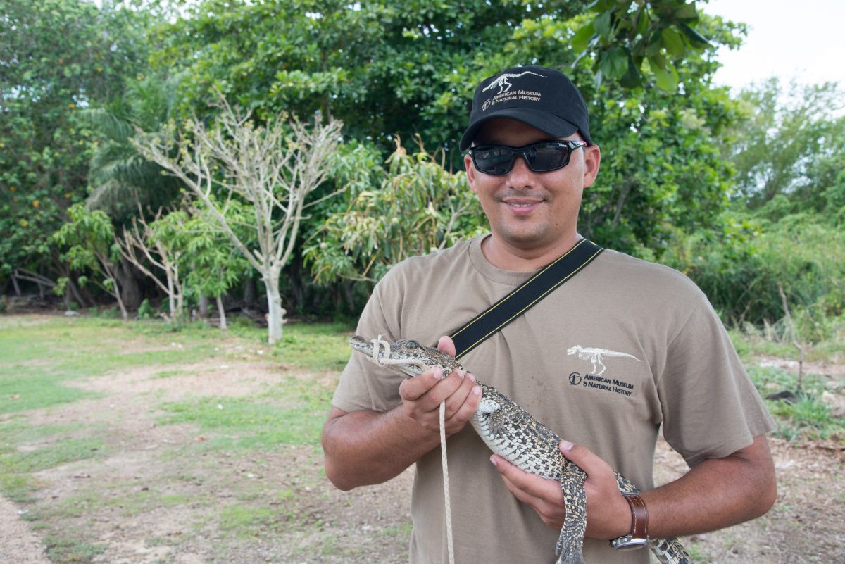 Geneticist Yoamel Milián-García holding a juvenile Cuban crocodile