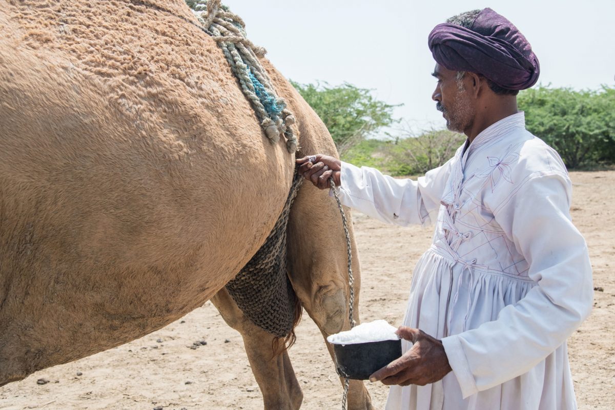 man holding container of camel milk