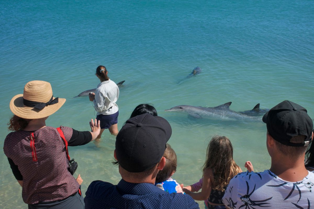 tourists at Monkey Mia Shark Bay, Australia