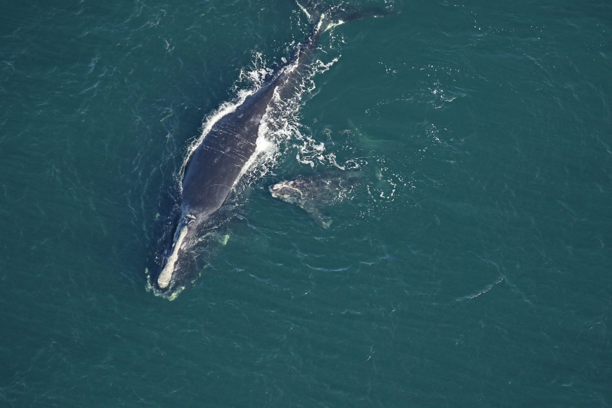 mother and calf right whales