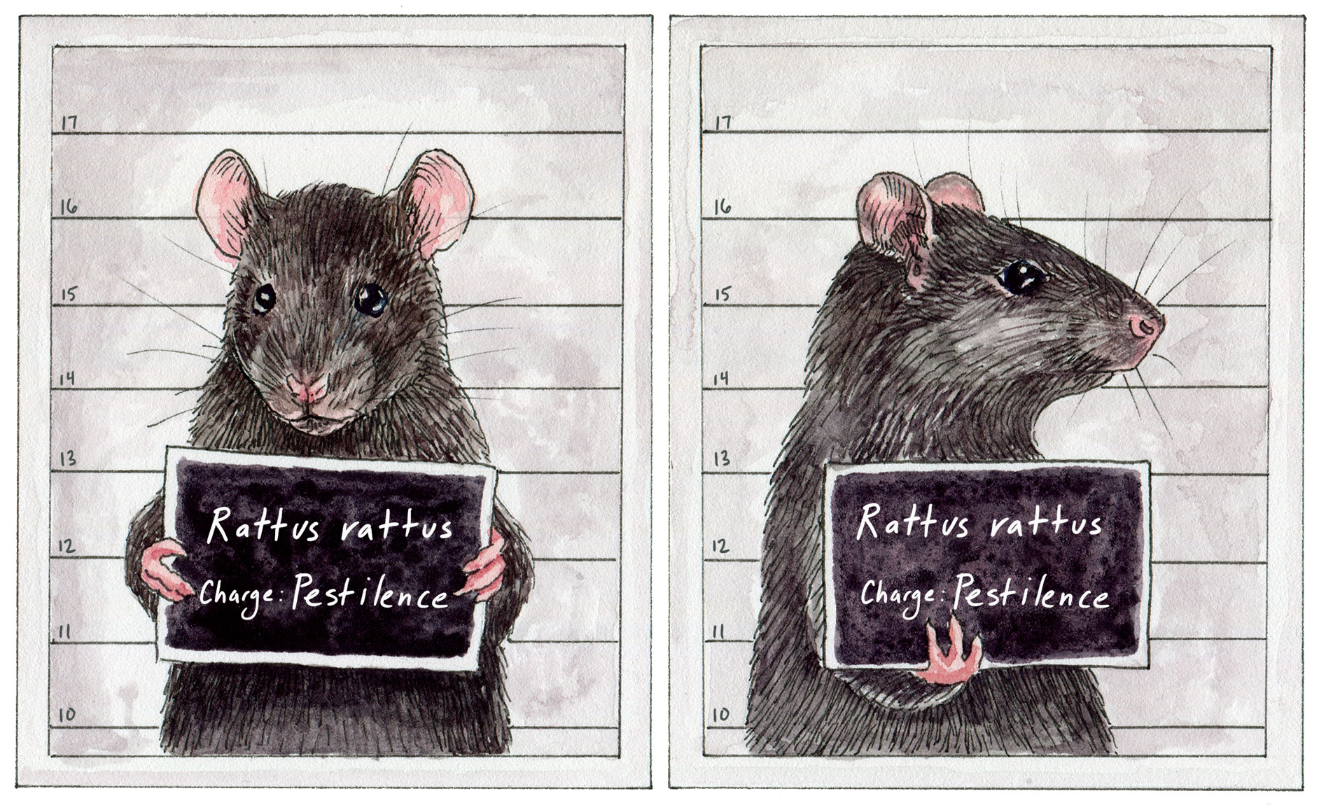 RATS　「CLASSIC CREW NECK SWEAT」