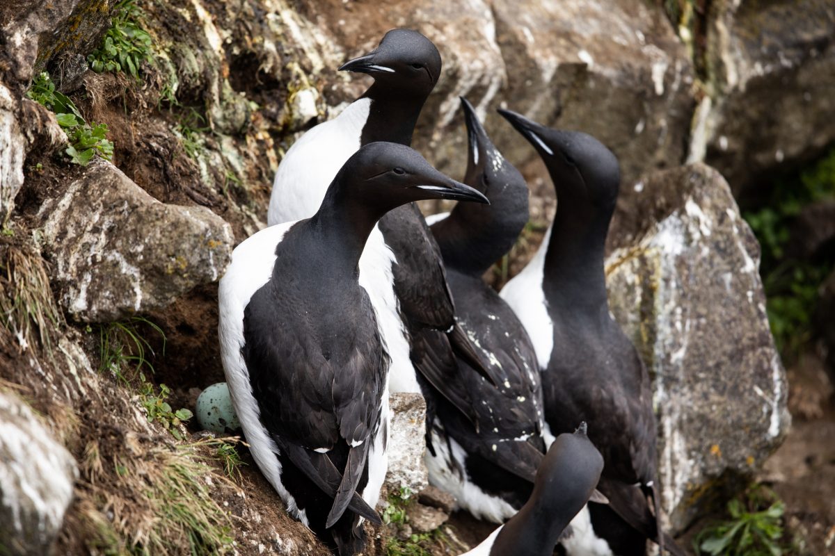 thick-billed murres