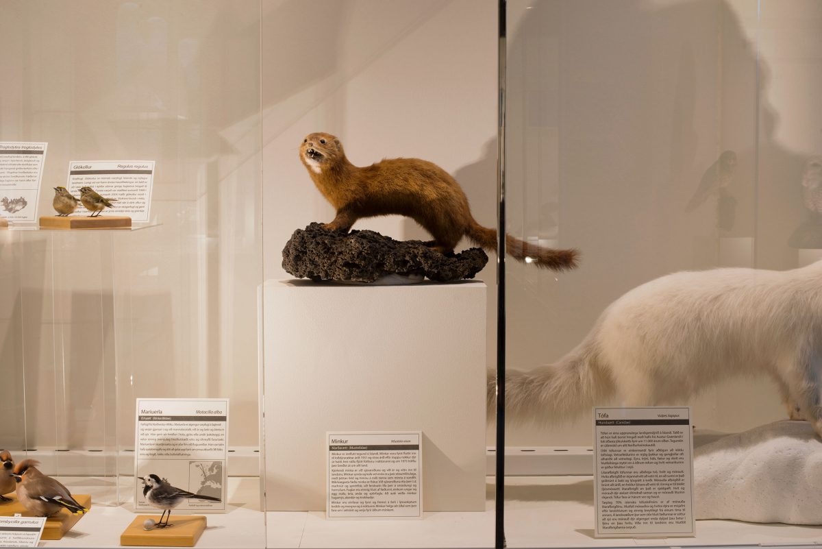 A stuffed American mink at the Natural History Museum of Kópavogur, Iceland