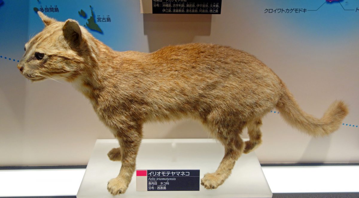 Iriomote cat on display at the National Museum of Nature and Science in Tokyo