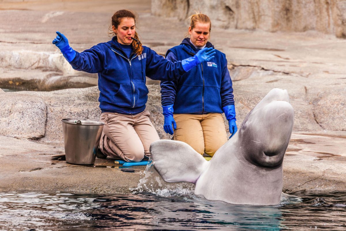 beluga and trainers at Mystic Aquarium, Connecticut