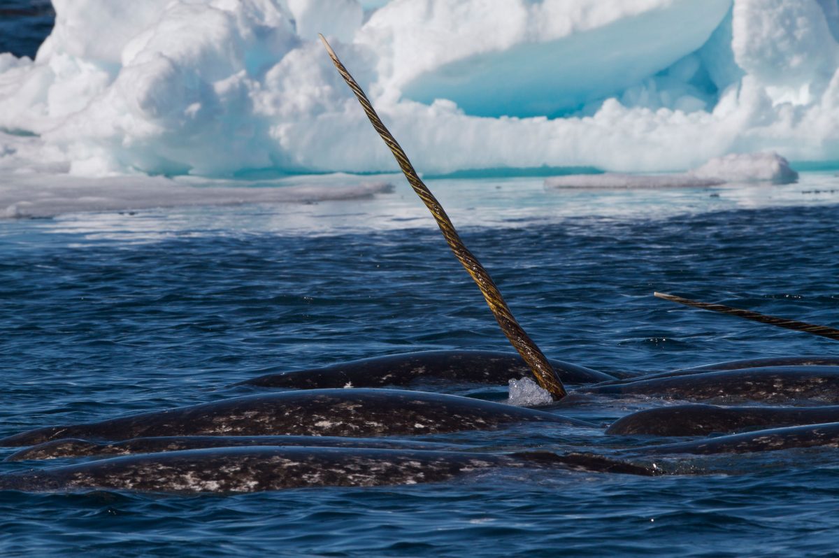 Narwhal in Baffin Bay