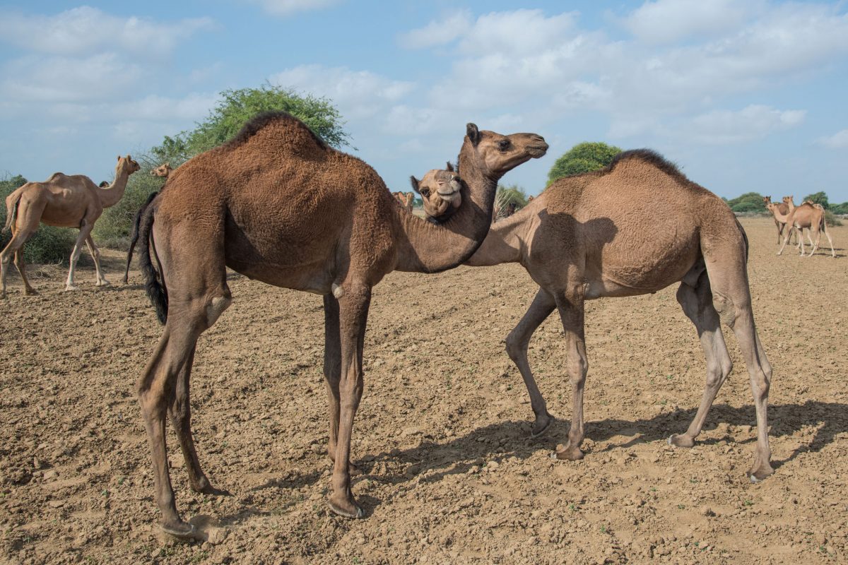 nuzzling camels