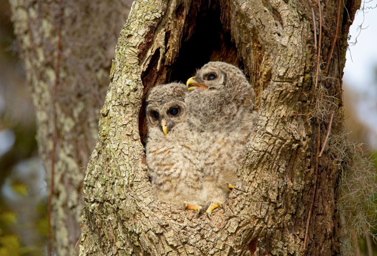 young barred owls in nest