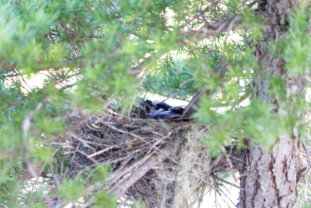 Canada jay in nest