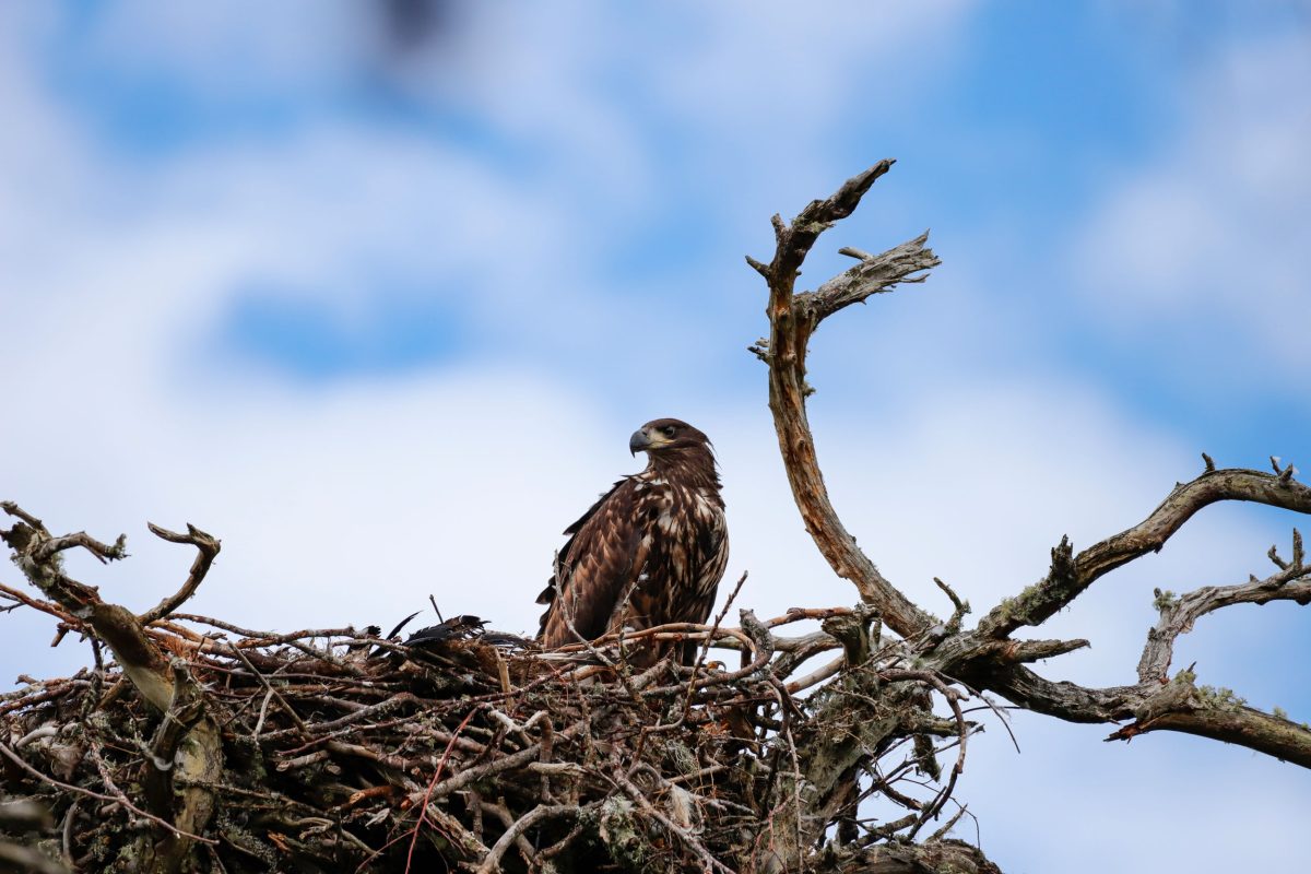 white-tailed eagle in its nest