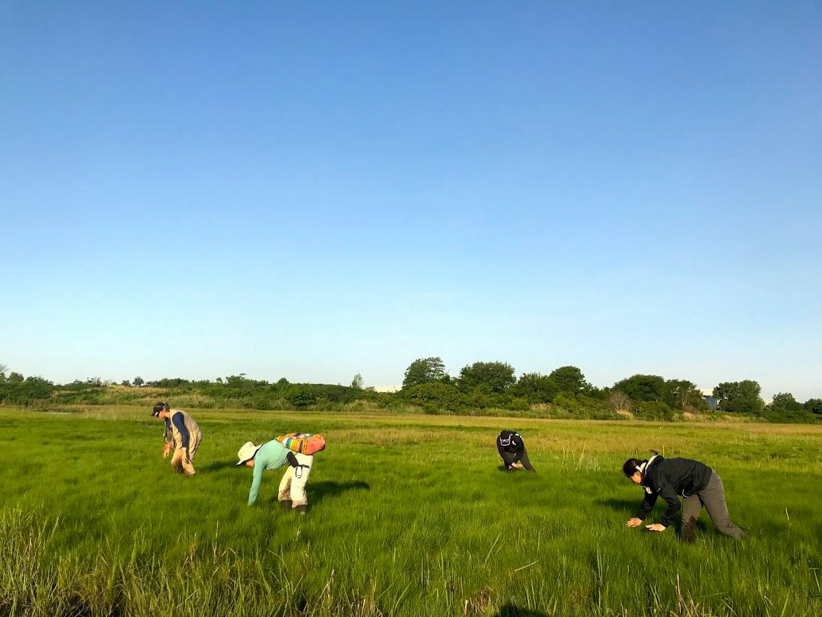 A team of researchers from State University of New York College of Environmental Science and Forestry (SUNY ESF) search for saltmarsh sparrow nests in Idlewild Park Preserve, New York City, New York