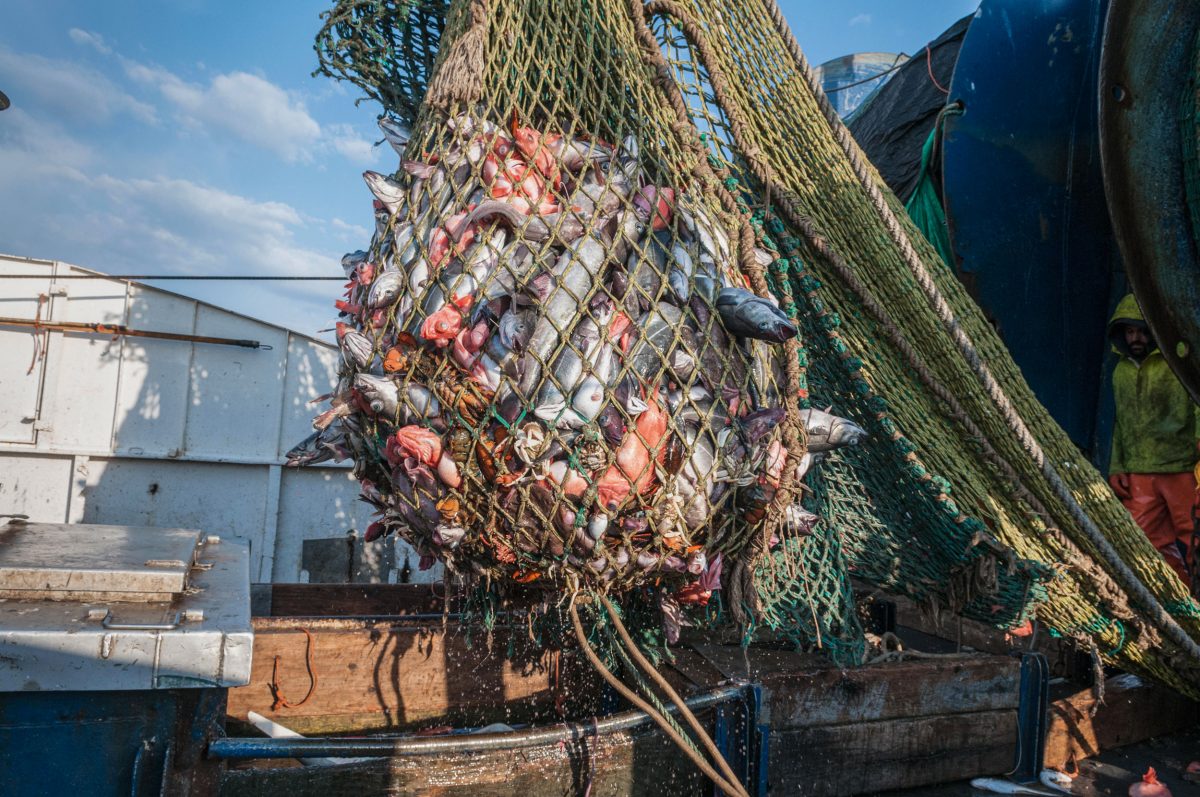 Cod end of fishing trawler net full of redfish, pollock,lobster and dogfish sharks. Georges Bank, New England