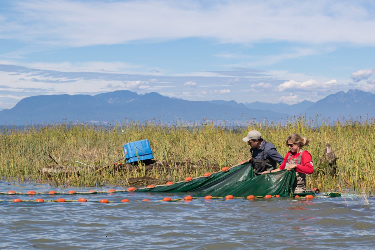 salmon researchers in the Fraser River