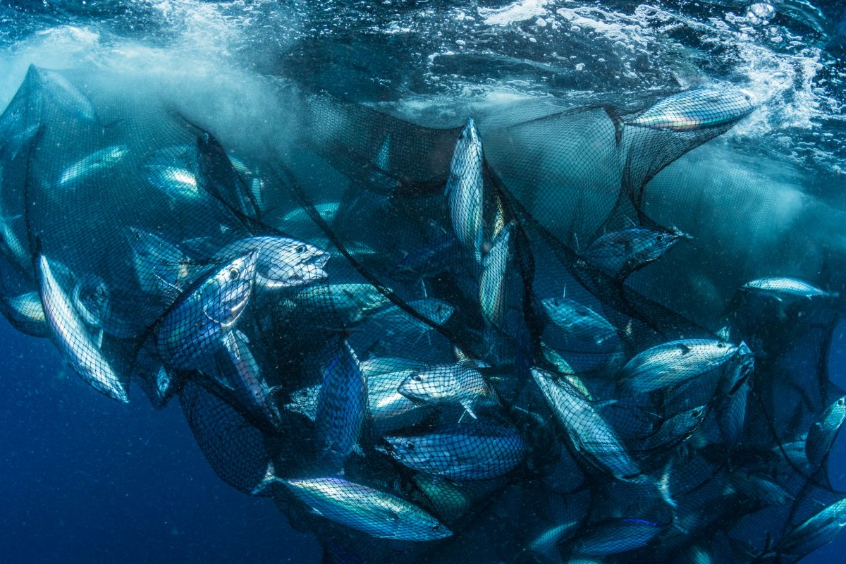skipjack tuna in net