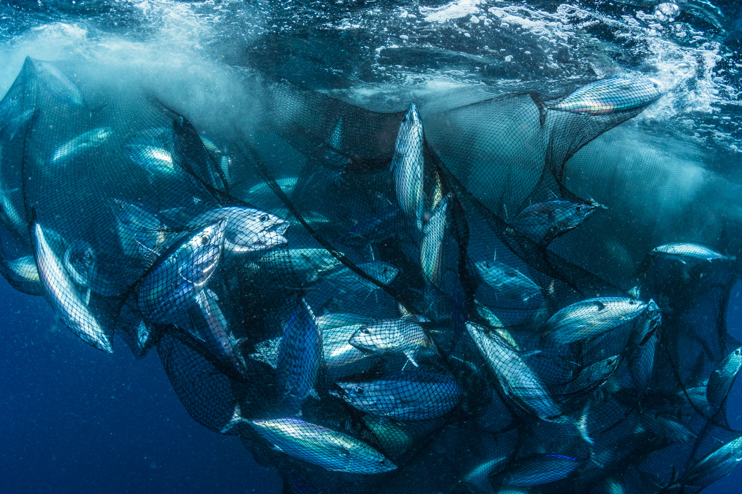 Tuna Fishing Boat Raising its Fishing Net