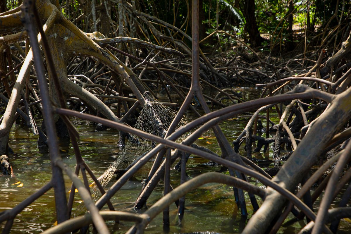 Nets like this one are sometimes used to captured animals that live in the mangrove forest, but they do so indiscriminately.