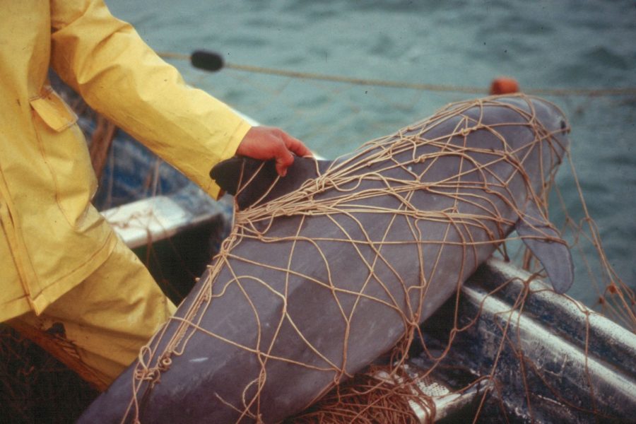 vaquita in fishing net