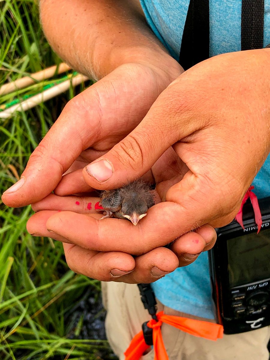A newly hatched saltmarsh sparrow chick