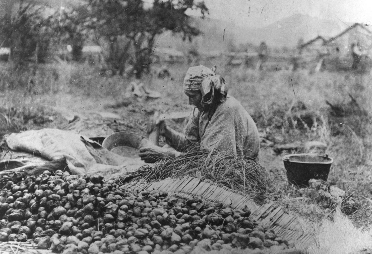 Annie Yellowbear, a Nez Perce woman, processes camas bulbs in Idaho, circa 1890. For the Nez Perce, camas is a sacred food seen as a gift from the Creator. Photo courtesy of Nez Perce National Historical Park