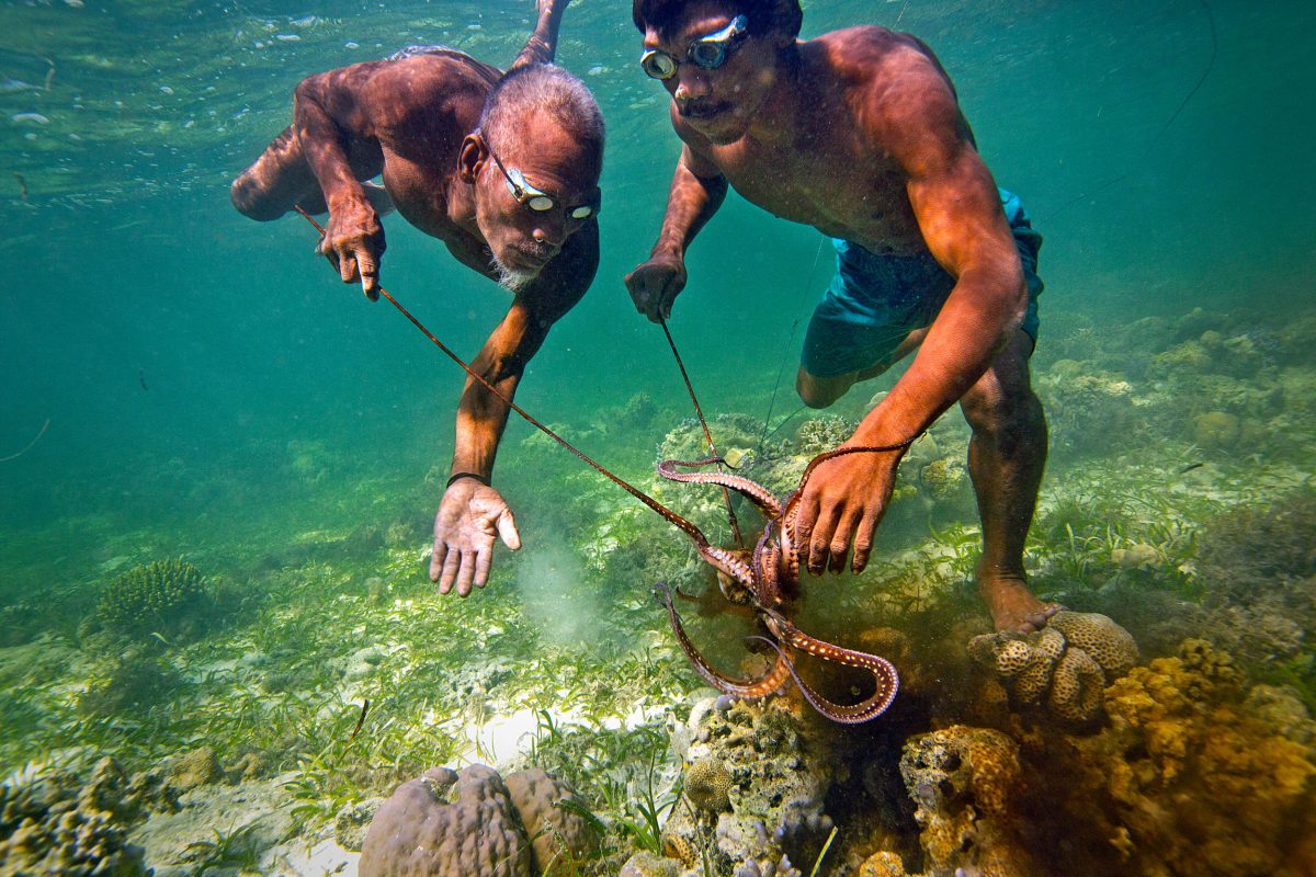 Bajau spearfishers catch an octopus