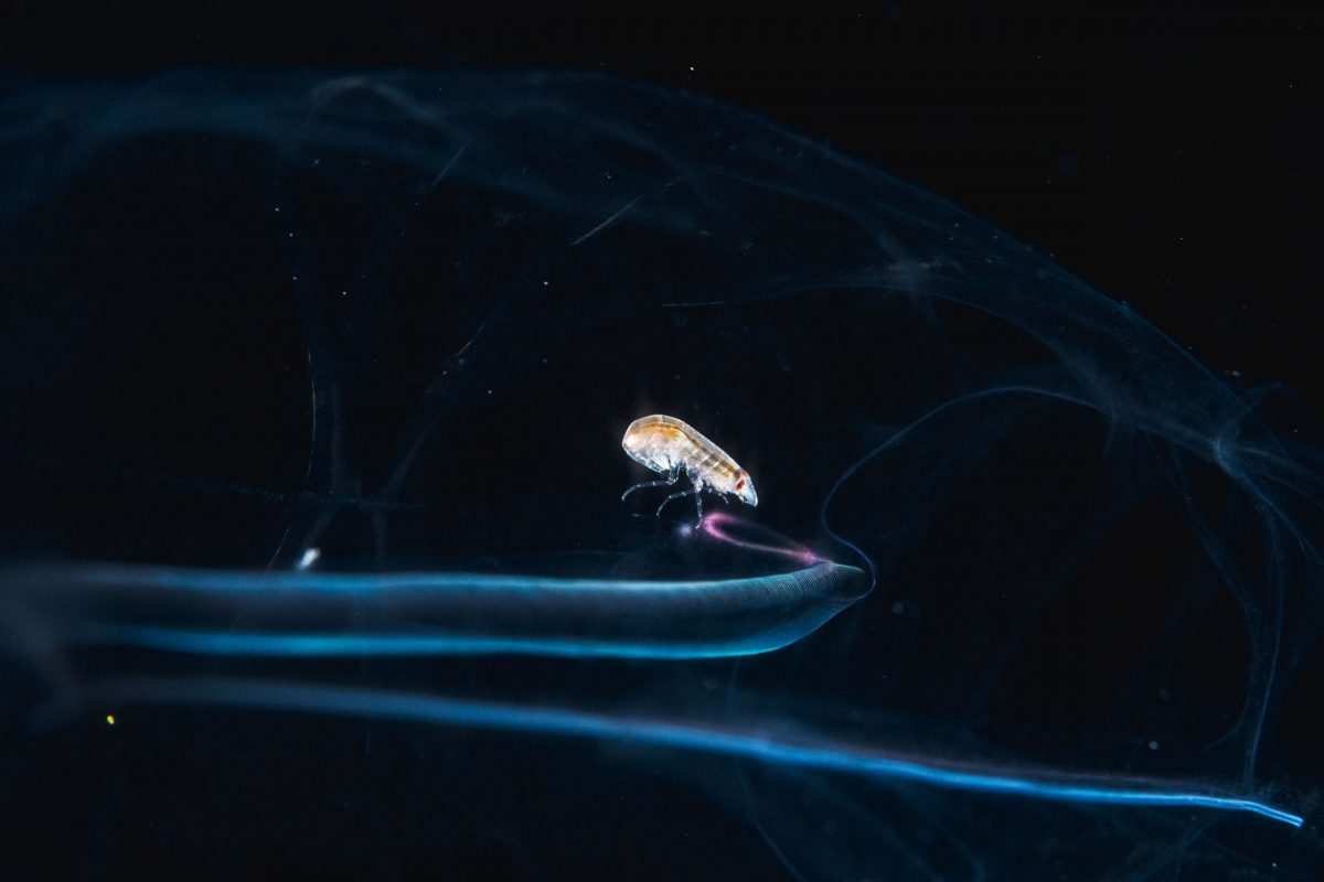 amphipod inside a sea squirt