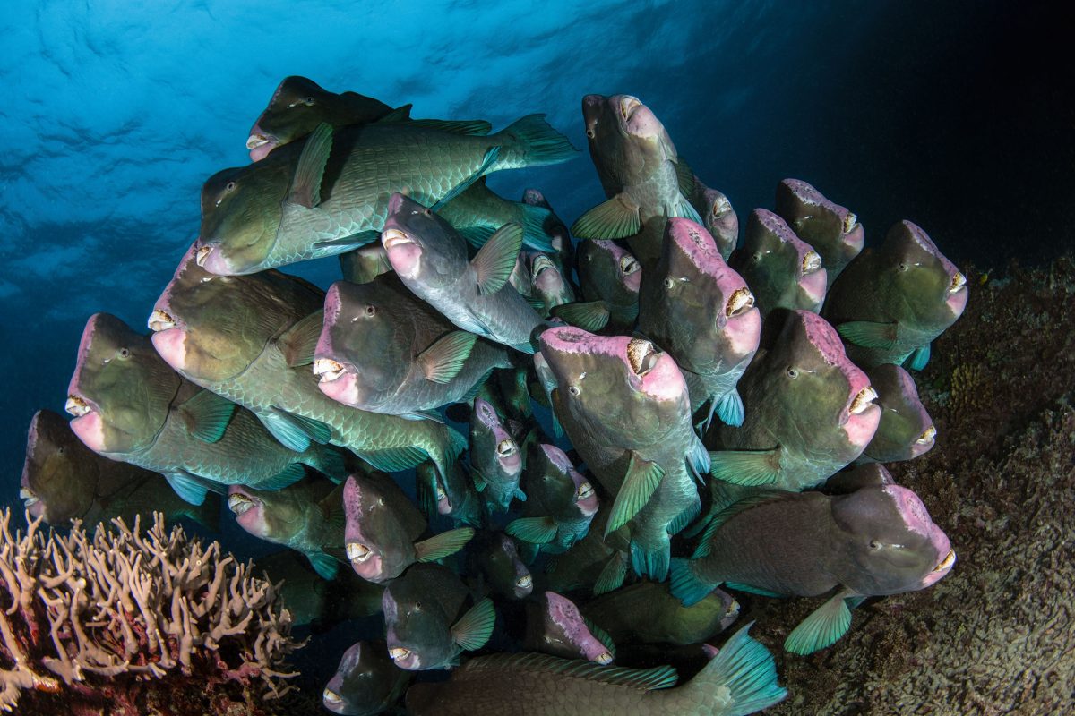 Una gran toma: Bumpheads dentados en la Gran Barrera de Coral