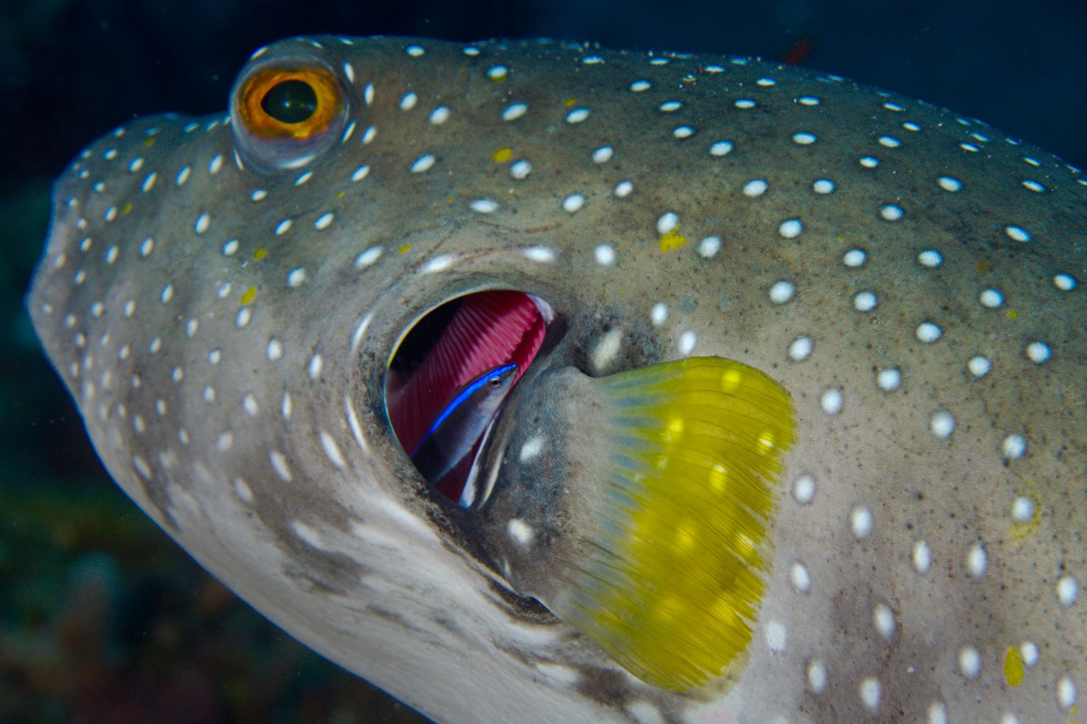 cleaner wrasse and puffer fish.