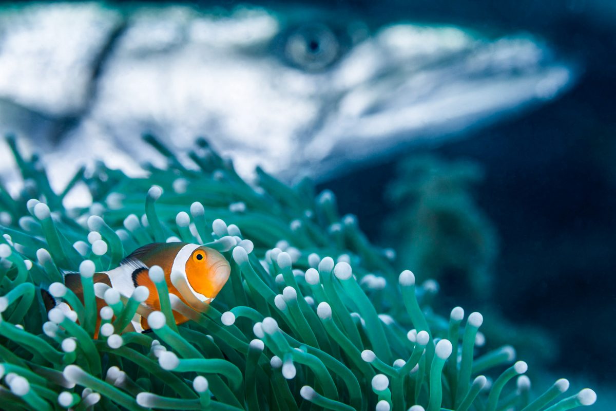 clownfish hiding in an anemone with a barracuda behind it