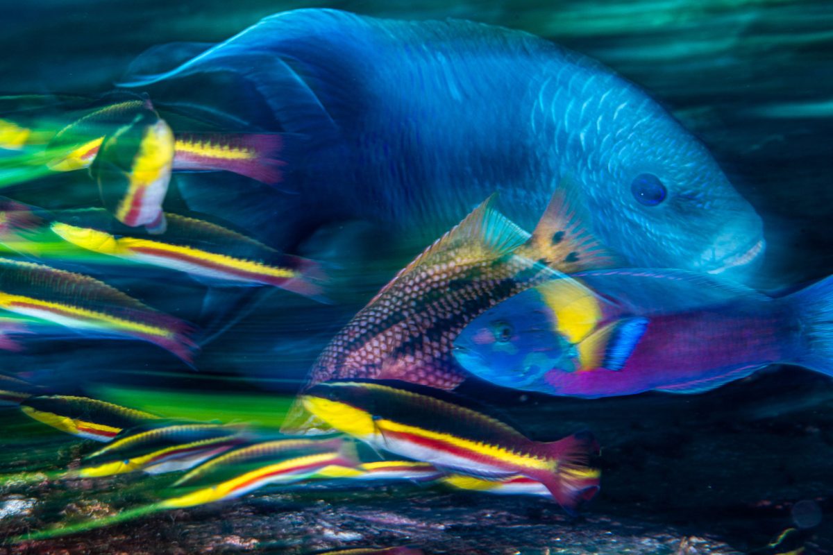 damselfish protecting her eggs from rainbow wrasse and Mexican hogfish