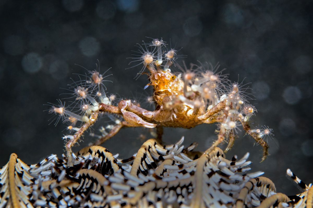 decorator crab