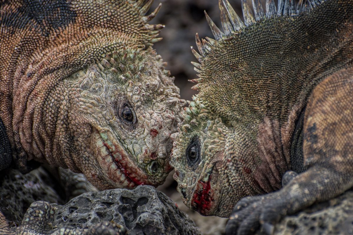 iguanas battling head to head