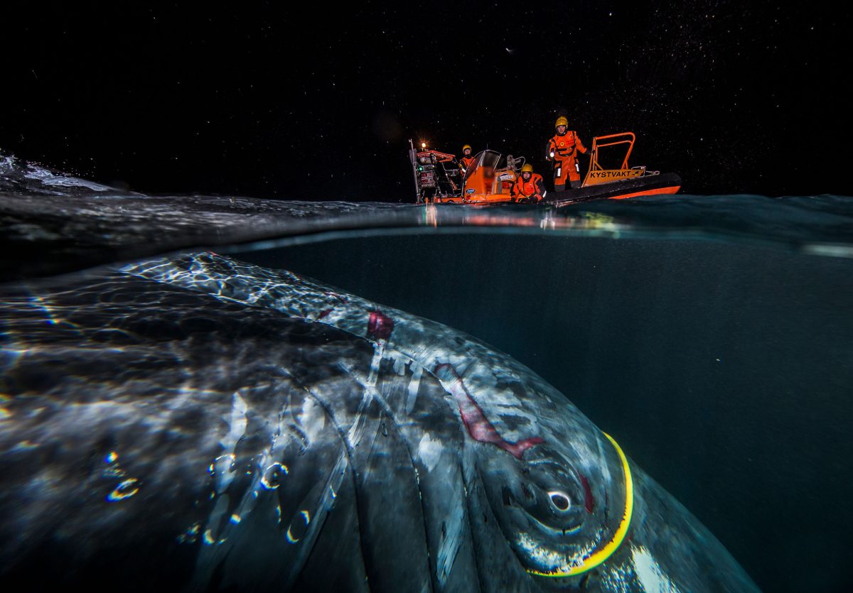 entangled humpback whale