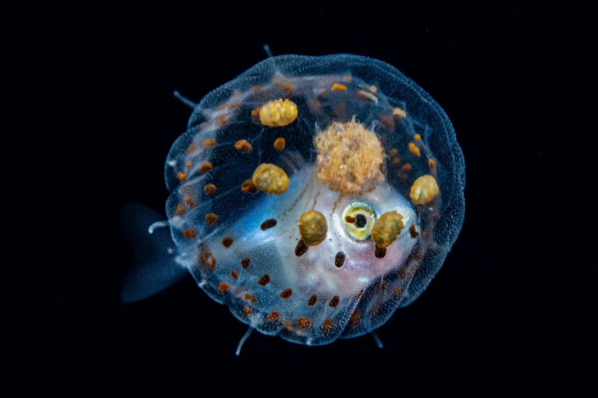 fish hiding in a jellyfish