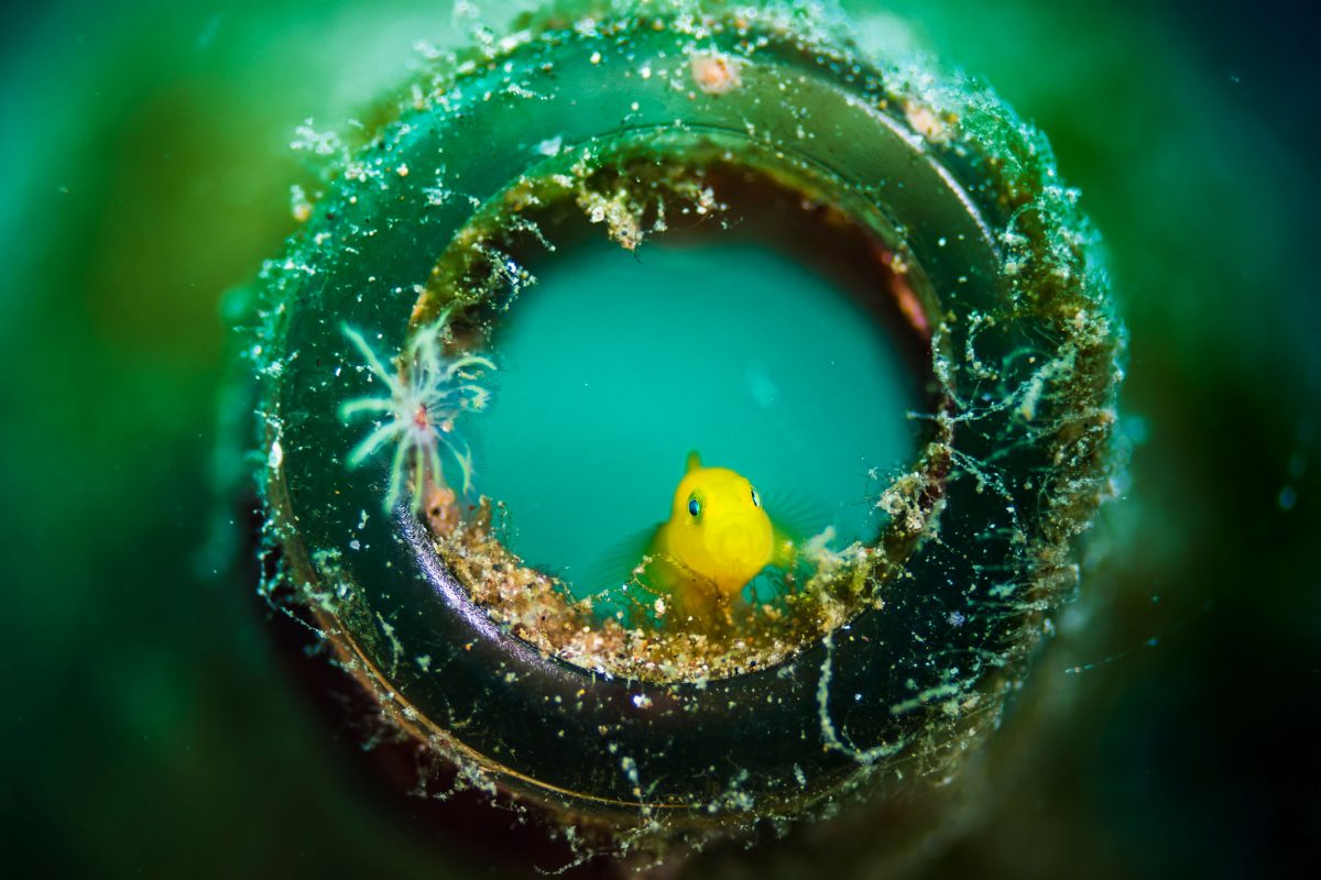 yellow pygmy goby in the mouth of a beer bottle on the ocean floor