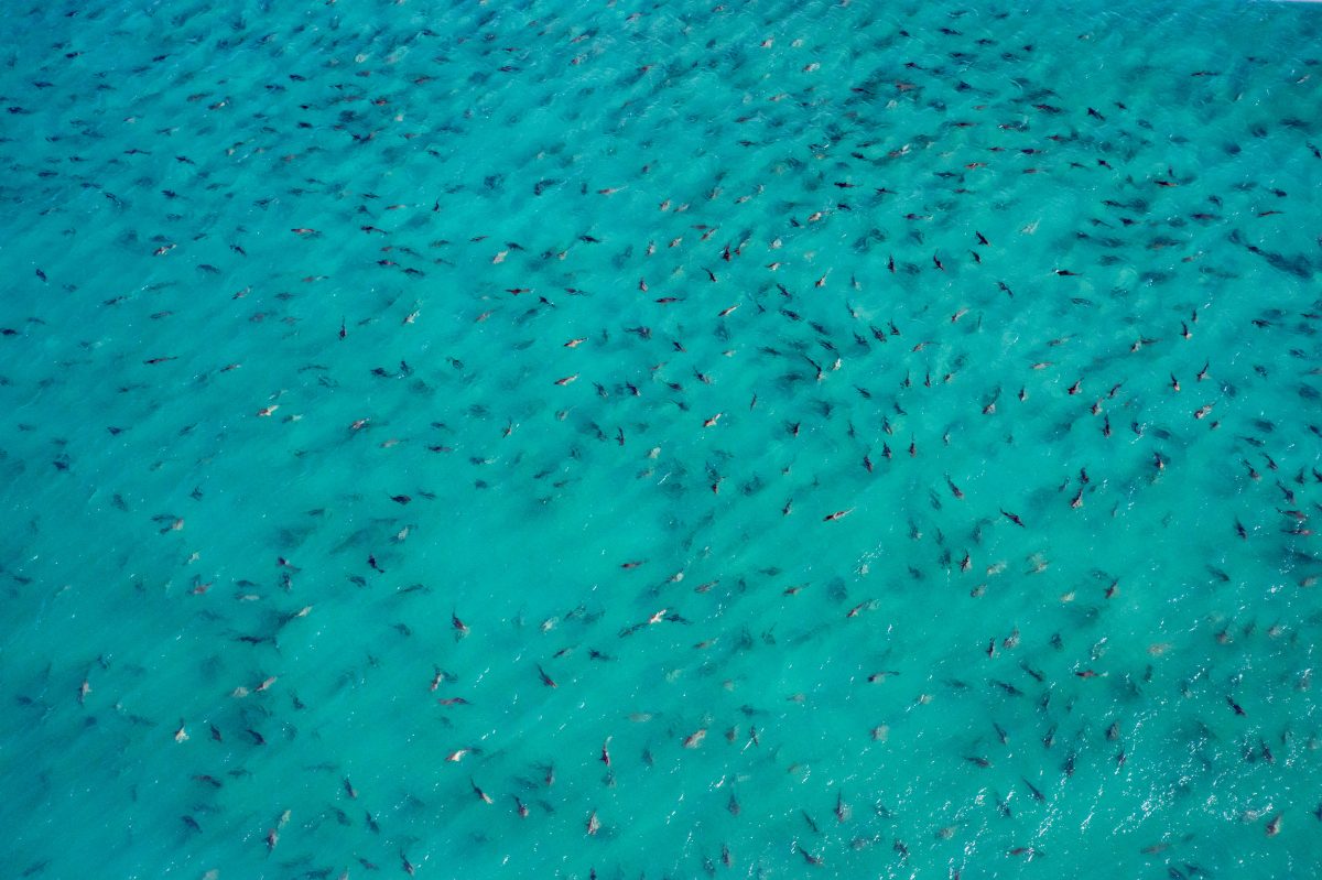 aerial photo of blacktip shark congregation