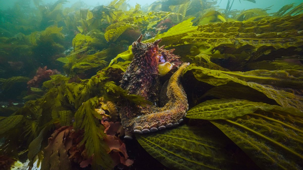 octopus in kelp