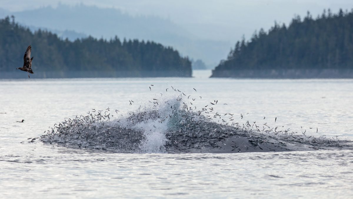 fish scattering as humpback whale feeds